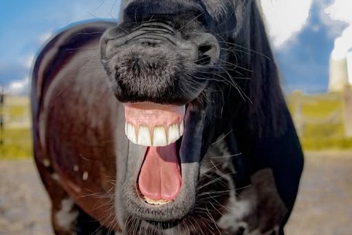 100% natuurlijke supplementen tegen maagproblemen bij paarden
