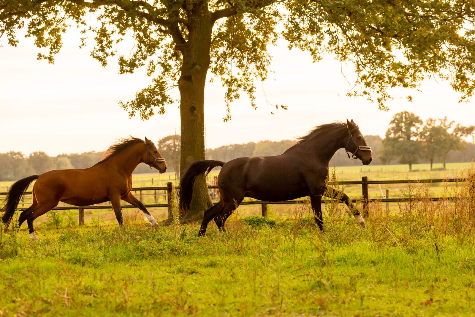 100% natuurlijke supplementen tegen maagproblemen bij paarden