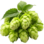 Hop