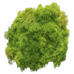 IJslands Mos