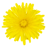 Paardenbloem