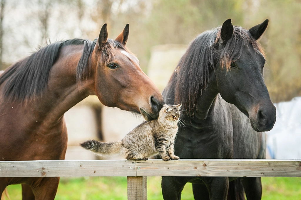 KatenPaard