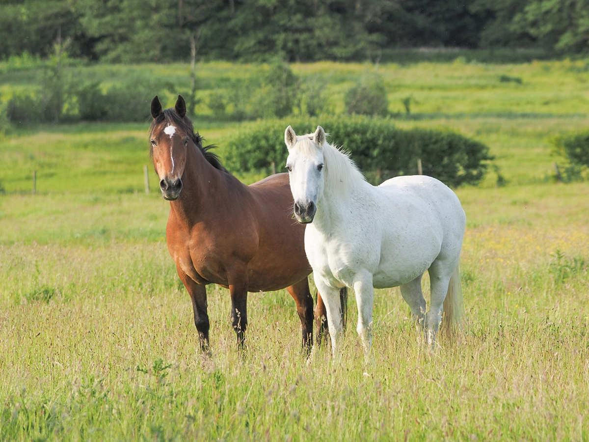 Paard_buinWit