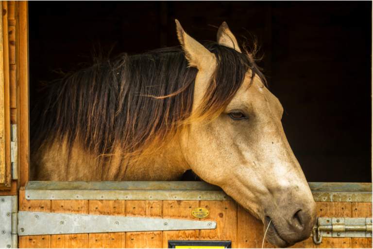 sad horse b12